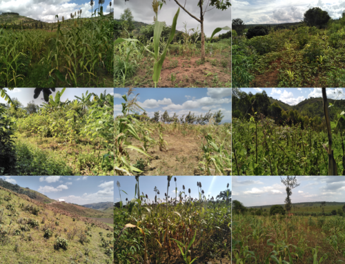 Monitoring mixed cropping systems in East Africa